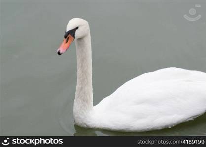Swan swimming in a lake, Tokyo, Japan