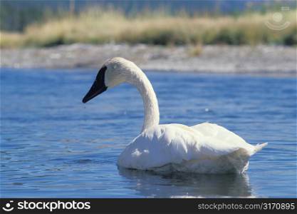 Swan Swimming On A Pond