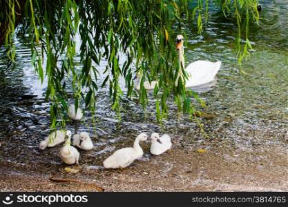 Swan with chicks. Mute swan family