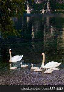 Swan with chicks. Mute swan family. Beautiful young swans in lake