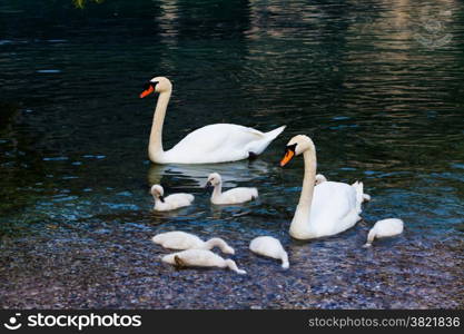 Swan with chicks. Mute swan family. Beautiful young swans in lake