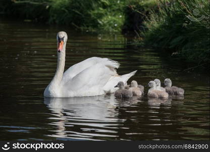 swanlings or cygnets in water