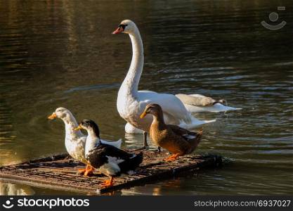 Swans and ducks live in the natural environment
