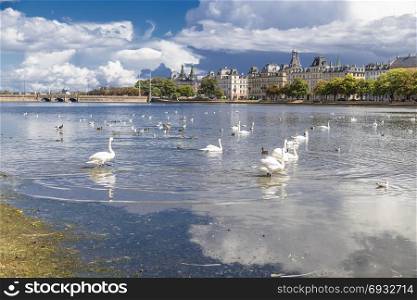 Swans and ducks on the lake student in Copenhagen. Denmark