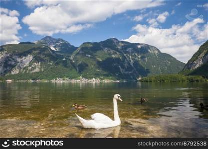 Swans at the alpine lake
