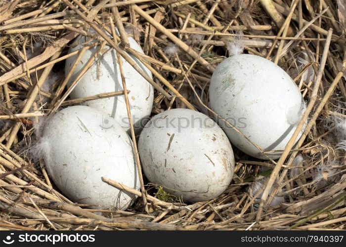 Swans eggs in a nest.