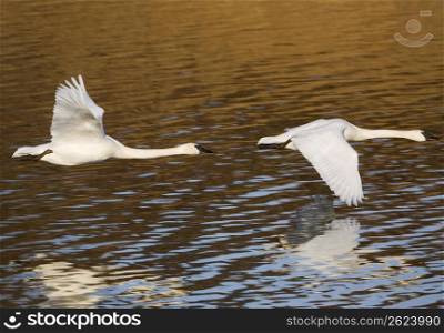 Swans flying over tranquil lake water