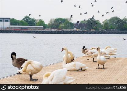 Swans, geese and other birds at Salford Quays in Manchester on a cloudy spring afternoon