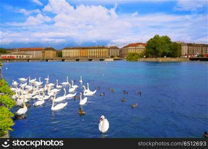 Swans in Geneve Geneva of Switzerland Swiss at Leman lake. Swans in Geneve Geneva of Switzerland Swiss