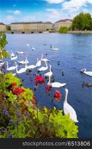 Swans in Geneve Geneva of Switzerland Swiss. Swans in Geneve Geneva of Switzerland Swiss at Leman lake