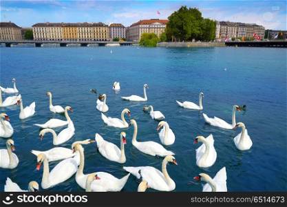 Swans in Geneve Geneva of Switzerland Swiss. Swans in Geneve Geneva of Switzerland Swiss at Leman lake