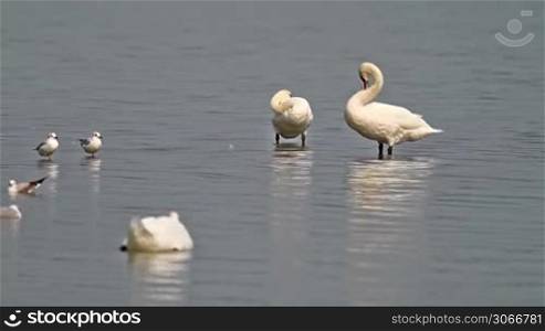 Swans in the lake