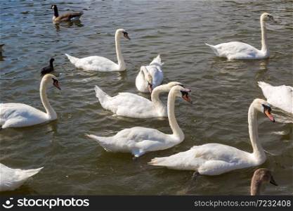 Swans in the river in Stratford-upon-Avon in a beautiful summer day, England, United Kingdom