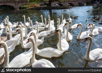 Swans in the river in Stratford-upon-Avon in a beautiful summer day, England, United Kingdom