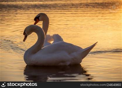 Swans in the sunset at the lake on the water