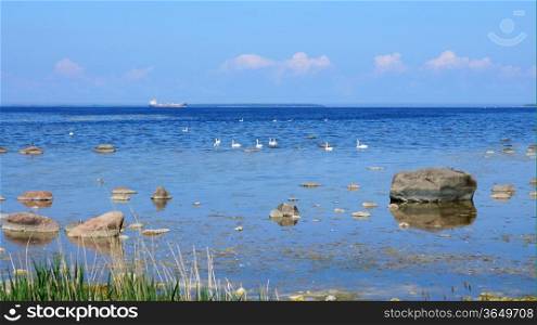 Swans on a background of the sea