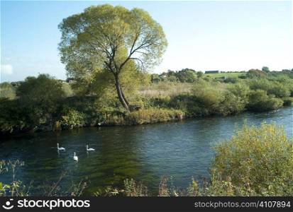 Swans on river, Berwickshire, Scotland