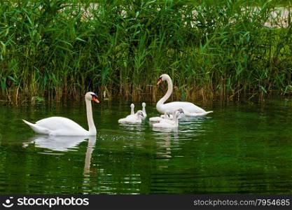 Swans on the lake. Swans with nestlings. Swan with chicks. Mute swan family.