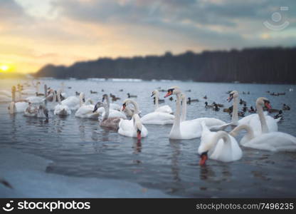 Swans swim in the river. Winter