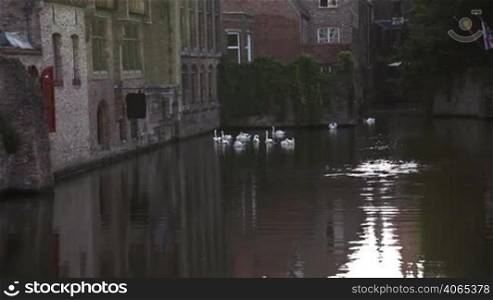 Swans swimming in the channel in Bruges, Belgium