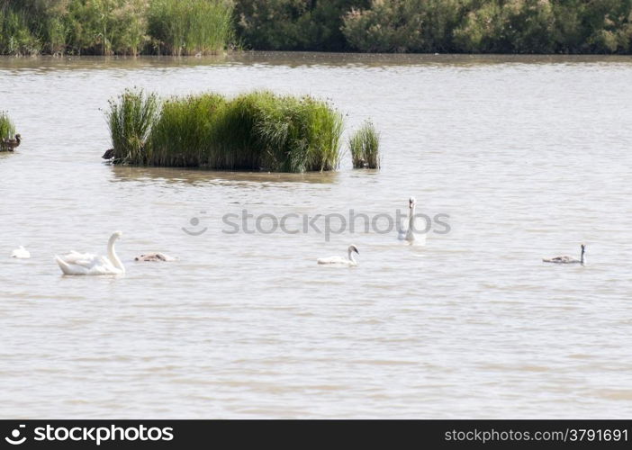 swans swimming in the lake all together