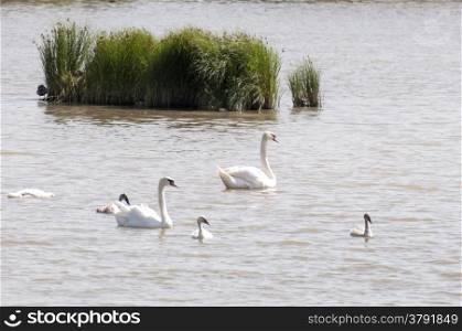swans swimming in the lake all together