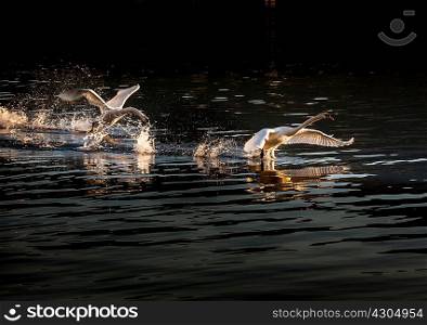 Swans taking flight, Lake Maggiore, Piedmont, Lombardy, Italy