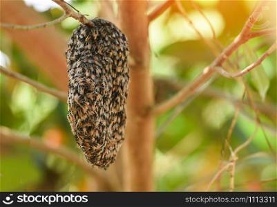 Swarm beehive Honeycomb on the tree nature green background