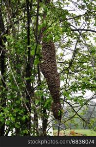 Swarm of bees