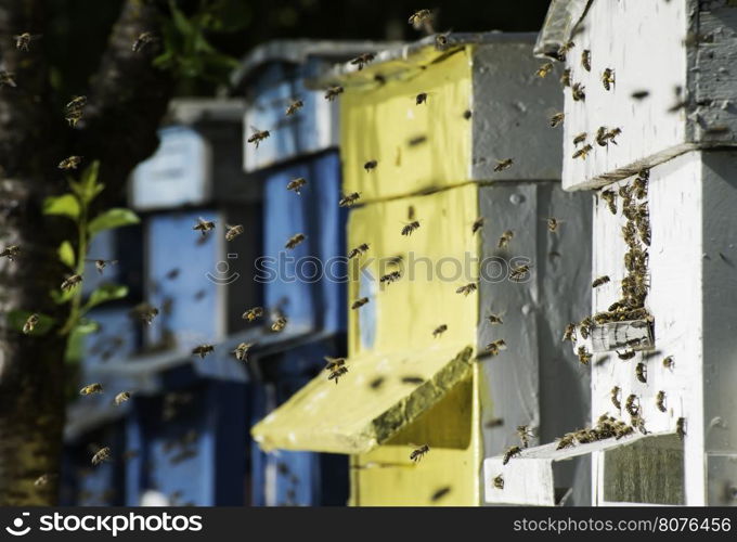 Swarm of bees fly to beehive. Sun light