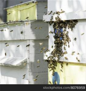 Swarm of bees fly to beehive. Sun light