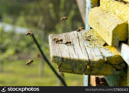 Swarm of bees in front of a bee-house