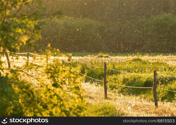 Swarm of Mosquitos over a green field, evening sun