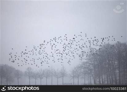 swarm of starlings in dutch winter landscape with snow coverde meadow and forest near utrecht in the netherlands