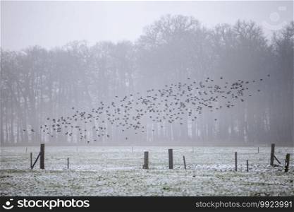 swarm of starlings in dutch winter landscape with snow coverde meadow and forest near utrecht in the netherlands