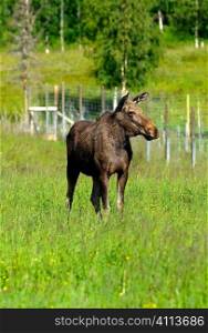 swedish moose