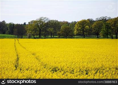 Swedish village with tracks in a blossom rapeseed field at the island Oland