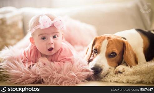 Sweet baby girl with a beagle dog on a couch next to each other on a couch.. Baby girl with a beagle dog