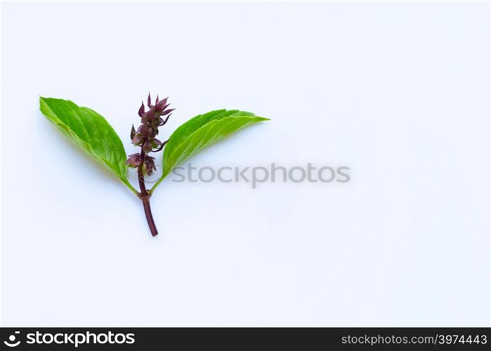 Sweet basil leaves and flower on white background. Copy space