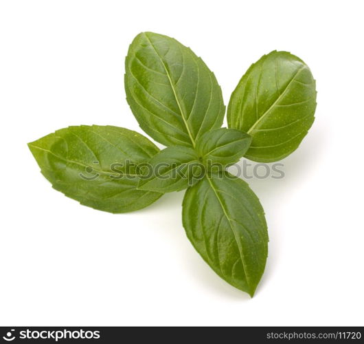 Sweet basil leaves isolated on white background