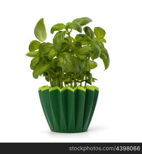 Sweet basil leaves isolated on white background