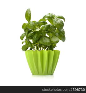 Sweet basil leaves isolated on white background