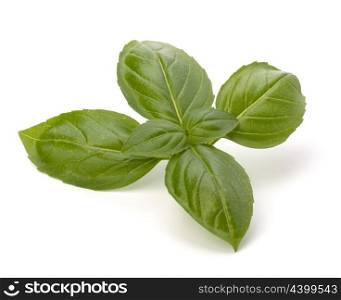 Sweet basil leaves isolated on white background