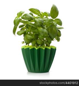 Sweet basil leaves isolated on white background