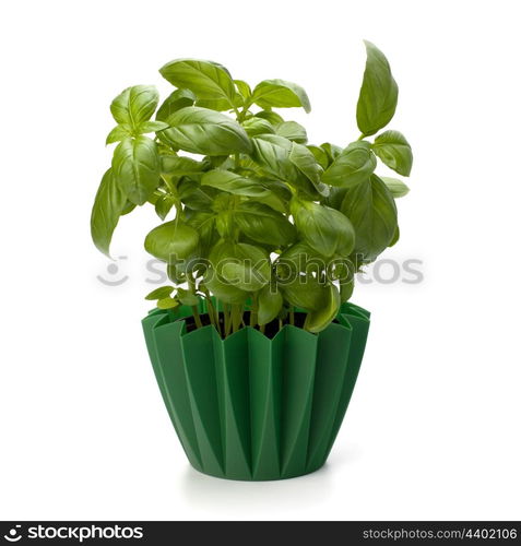 Sweet basil leaves isolated on white background