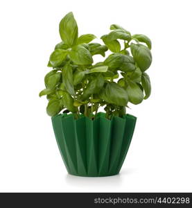 Sweet basil leaves isolated on white background