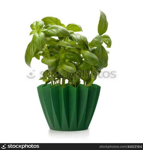 Sweet basil leaves isolated on white background