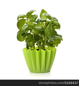 Sweet basil leaves isolated on white background