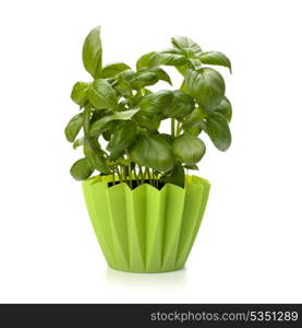 Sweet basil leaves isolated on white background