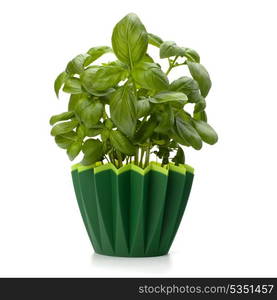 Sweet basil leaves isolated on white background